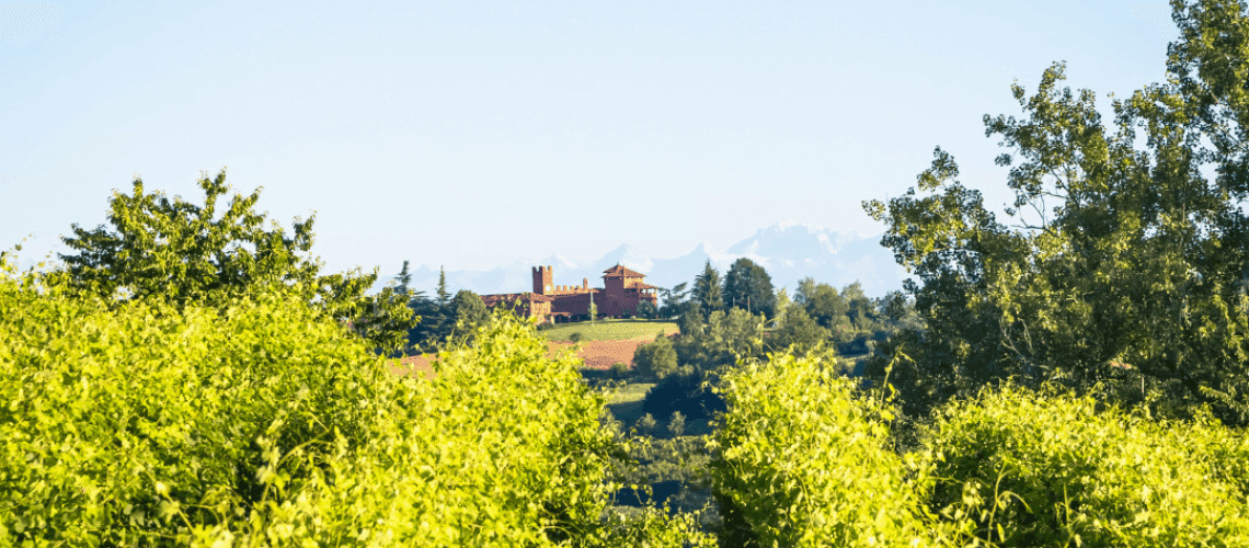Vendemmia in Piemonte: Storia, Tradizione e Zone del Vino
